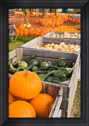 Framed Pumpkins and gourds at the Moulton Farm, Meredith, New Hampshire Print