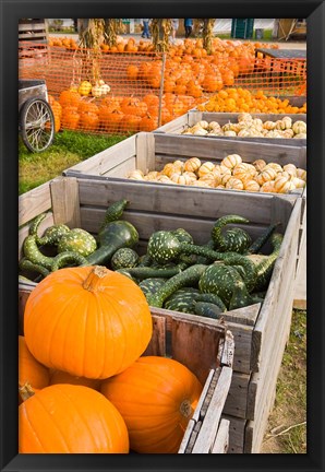 Framed Pumpkins and gourds at the Moulton Farm, Meredith, New Hampshire Print