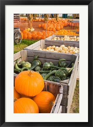 Framed Pumpkins and gourds at the Moulton Farm, Meredith, New Hampshire Print