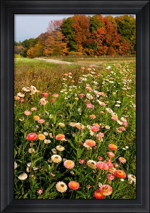 Framed Moulton Farm in Meredith, New Hampshire Print