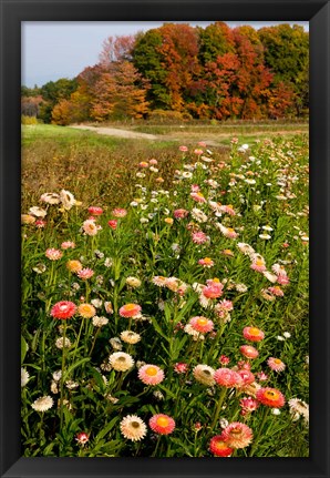 Framed Moulton Farm in Meredith, New Hampshire Print