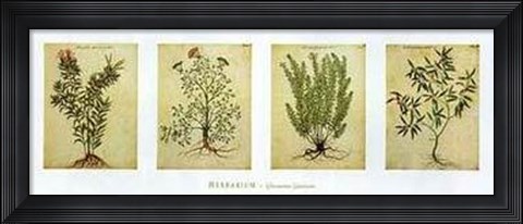 Framed Herbarium II Print