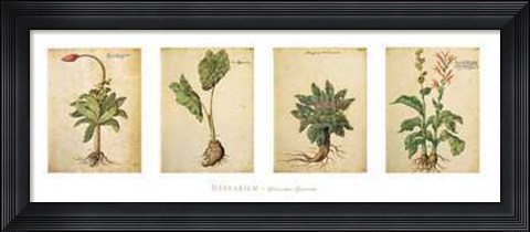 Framed Herbarium I Print