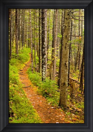 Framed trail around Ammonoosuc Lake, White Mountain National Forest, New Hampshire Print