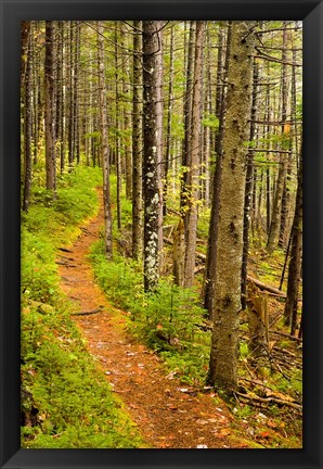 Framed trail around Ammonoosuc Lake, White Mountain National Forest, New Hampshire Print