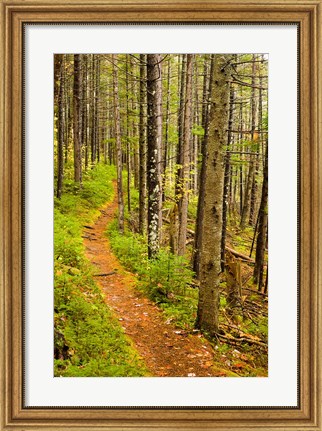Framed trail around Ammonoosuc Lake, White Mountain National Forest, New Hampshire Print