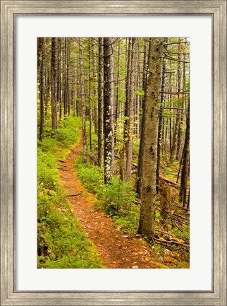 Framed trail around Ammonoosuc Lake, White Mountain National Forest, New Hampshire Print