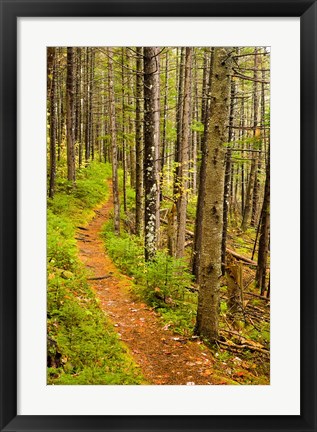 Framed trail around Ammonoosuc Lake, White Mountain National Forest, New Hampshire Print