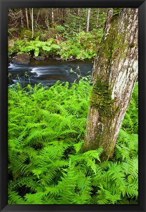 Framed Fern flora, Greenough Brook, New Hampshire Print