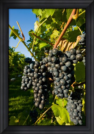 Framed Vineyards in Candia, New Hampshire Print