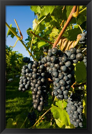 Framed Vineyards in Candia, New Hampshire Print