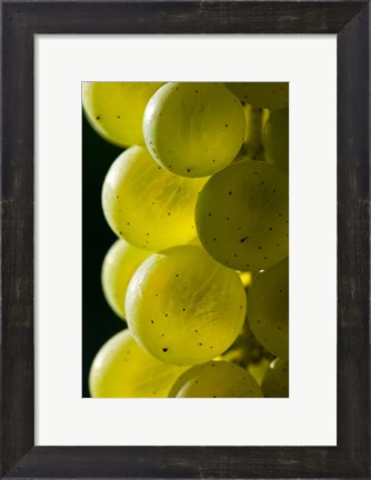 Framed Candia Vineyards, New Hampshire Print