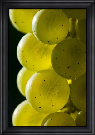 Framed Candia Vineyards, New Hampshire Print