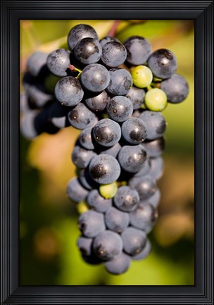 Framed Marechal Foch grapes at the vineyard at Jewell Towne Vineyards, South Hampton, New Hampshire Print