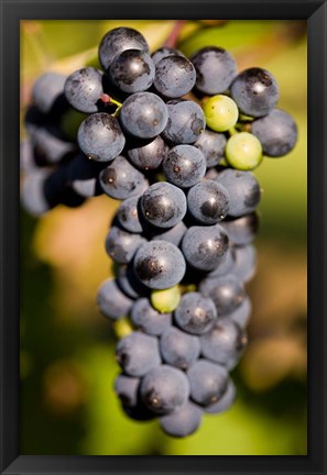 Framed Marechal Foch grapes at the vineyard at Jewell Towne Vineyards, South Hampton, New Hampshire Print