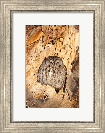 Framed Eastern Screech Owl, Rye, New Hampshire Print