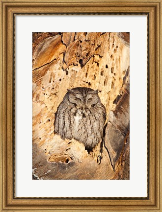 Framed Eastern Screech Owl, Rye, New Hampshire Print