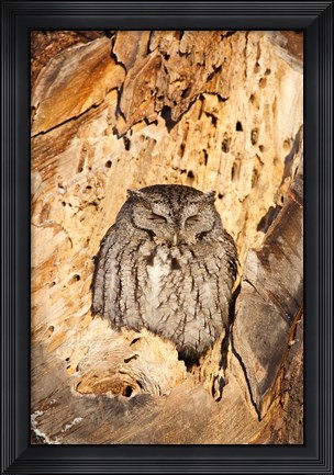Framed Eastern Screech Owl, Rye, New Hampshire Print