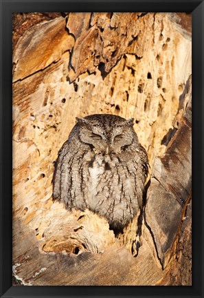 Framed Eastern Screech Owl, Rye, New Hampshire Print