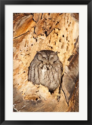 Framed Eastern Screech Owl, Rye, New Hampshire Print