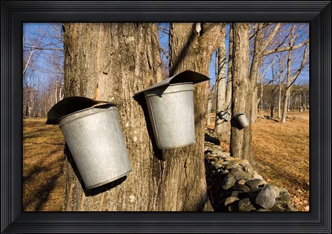 Framed Sugar maple trees in Lyme, New Hampshire Print