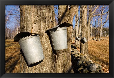 Framed Sugar maple trees in Lyme, New Hampshire Print