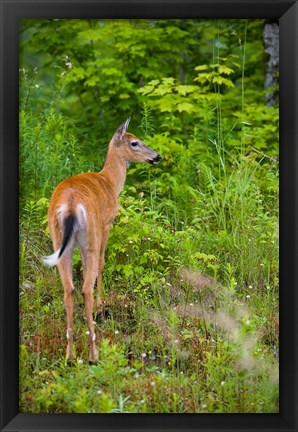 Framed Whitetail deer, Pittsburg, New Hampshire Print