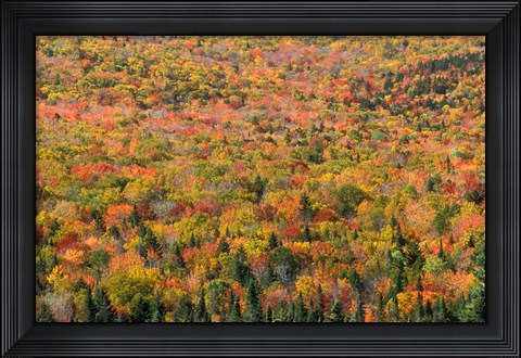 Framed New Hampshire, White Mountains, Autumn Print
