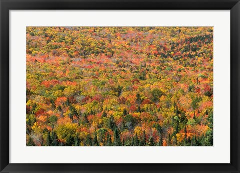 Framed New Hampshire, White Mountains, Autumn Print