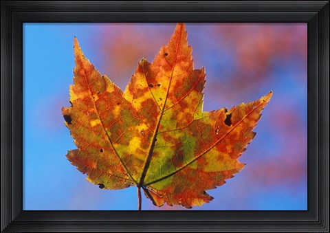 Framed Franconia Notch, New Hampshire Print