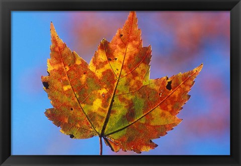 Framed Franconia Notch, New Hampshire Print