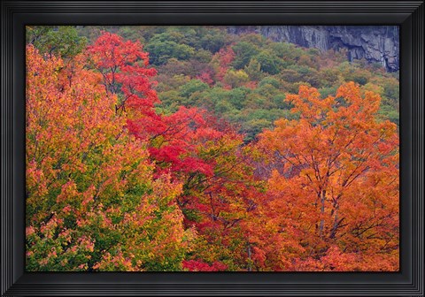 Framed Bemis Falls Trail, Crawford Notch State Park, New Hampshire Print