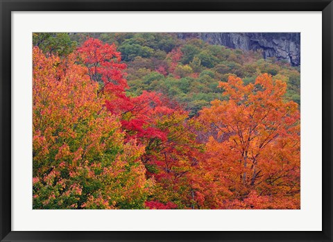 Framed Bemis Falls Trail, Crawford Notch State Park, New Hampshire Print