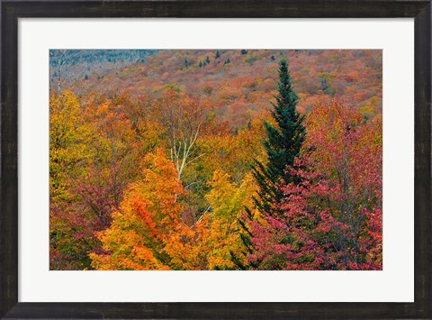 Framed Autumn at Flume Area, Franconia Notch State Park, New Hampshire Print