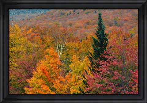 Framed Autumn at Flume Area, Franconia Notch State Park, New Hampshire Print