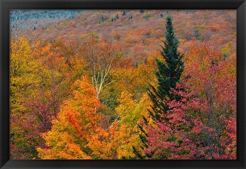 Framed Autumn at Flume Area, Franconia Notch State Park, New Hampshire Print