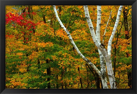 Framed Autumn at Ripley Falls Trail, Crawford Notch SP, New Hampshire Print