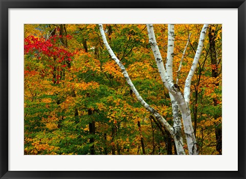 Framed Autumn at Ripley Falls Trail, Crawford Notch SP, New Hampshire Print