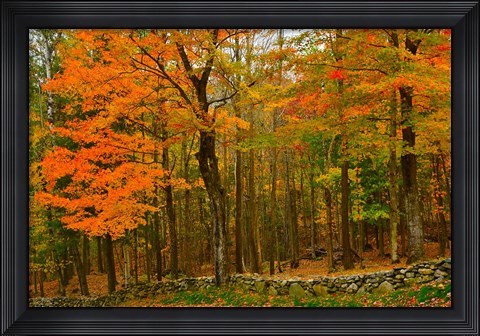 Framed Stone Wall, Sugar Hill, New Hampshire Print