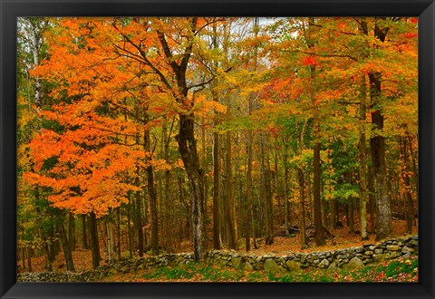 Framed Stone Wall, Sugar Hill, New Hampshire Print