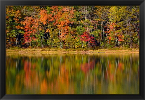 Framed Reflected autumn colors at Echo Lake State Park, New Hampshire Print