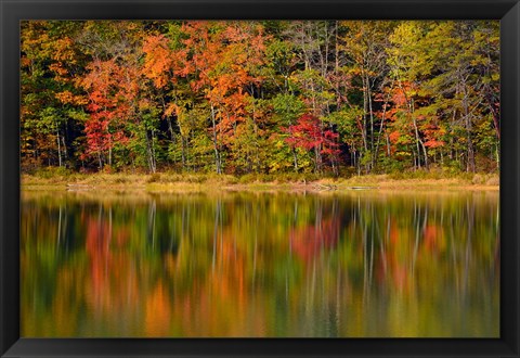 Framed Reflected autumn colors at Echo Lake State Park, New Hampshire Print