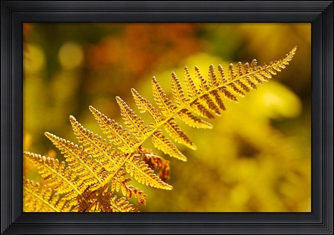 Framed New Hampshire, Fern frond flora Print