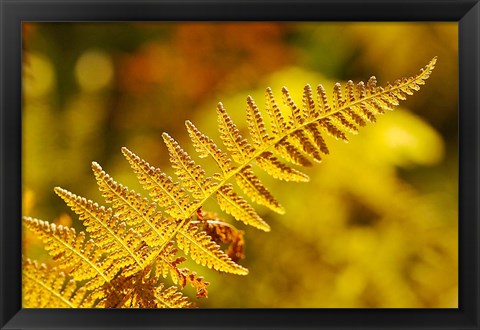 Framed New Hampshire, Fern frond flora Print