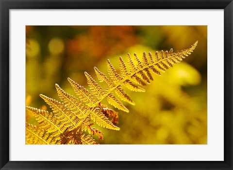 Framed New Hampshire, Fern frond flora Print