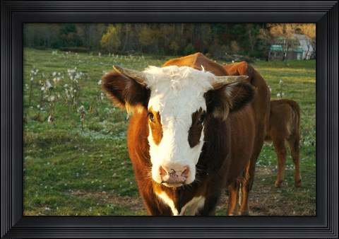 Framed New Hampshire, Farm Animal, Autumn Print
