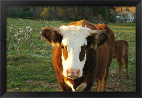 Framed New Hampshire, Farm Animal, Autumn Print