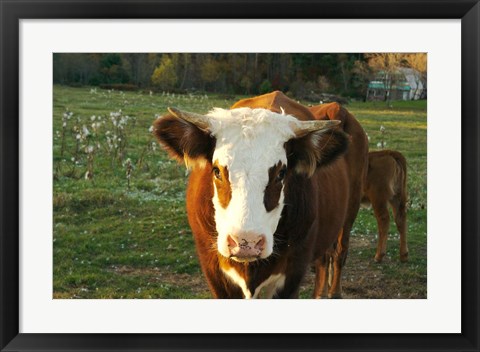 Framed New Hampshire, Farm Animal, Autumn Print