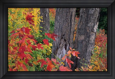Framed Yellow Birch Tree Trunks and Fall Foliage, White Mountain National Forest, New Hampshire Print
