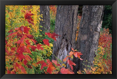 Framed Yellow Birch Tree Trunks and Fall Foliage, White Mountain National Forest, New Hampshire Print